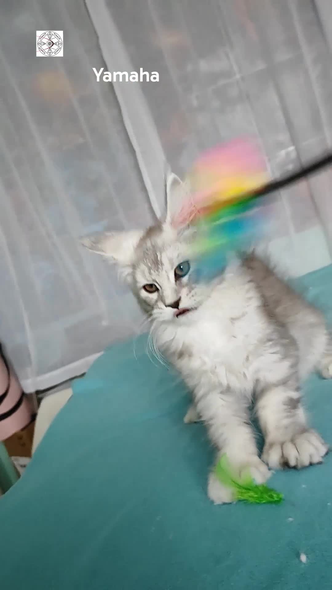 Maine Coon cats for sale: Polidactyl XXL maine coon girl❤️ - Video 1