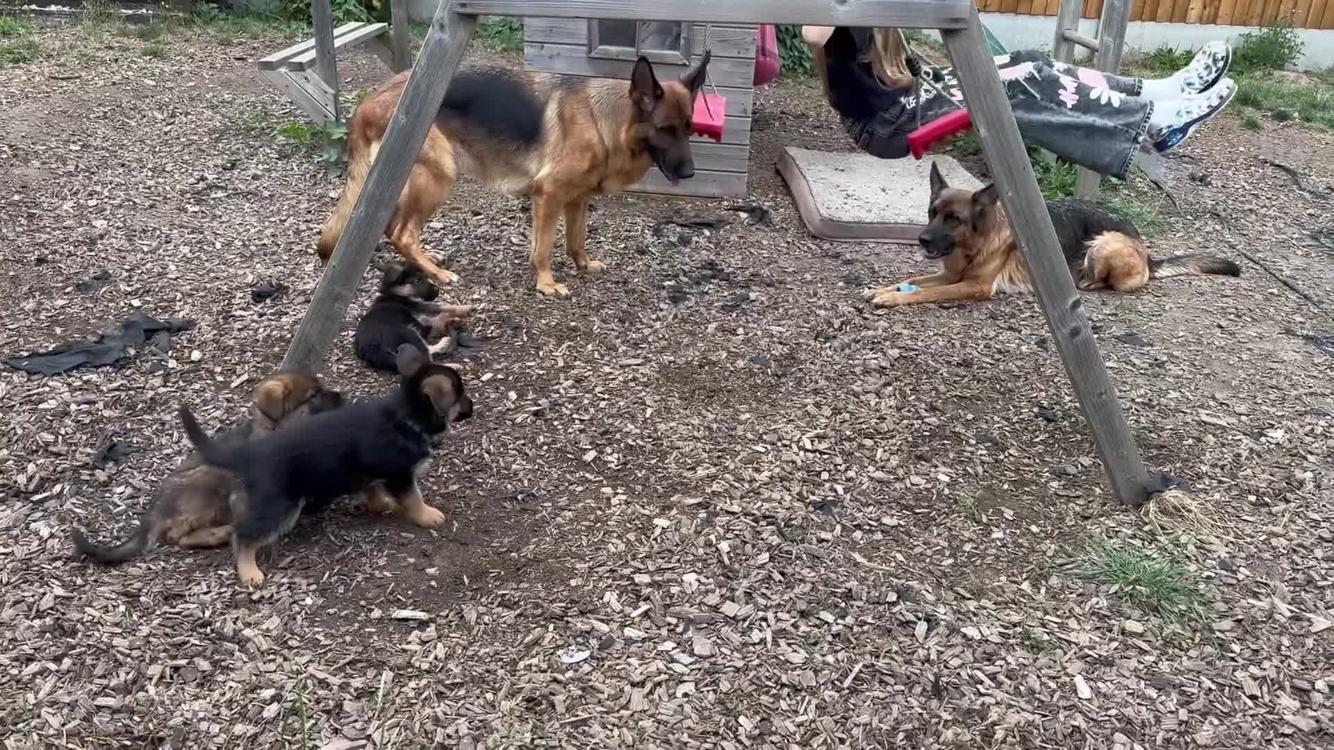 German Shepherd dogs for sale: Last female-health and temperament tested parents - Video 2
