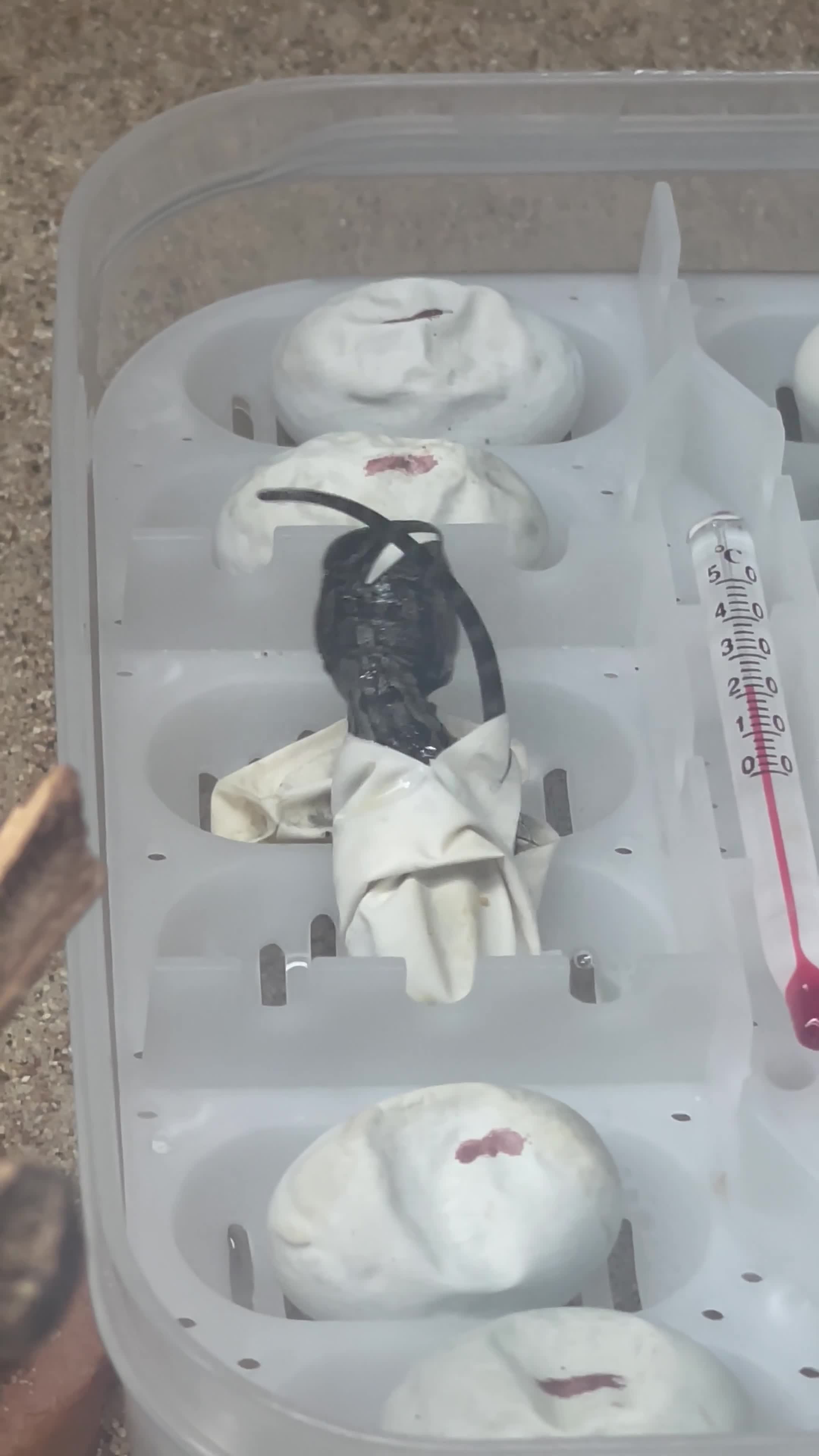 Bearded Dragon reptiles for sale: Baby Red Leatherback Bearded Dragons - Video 1