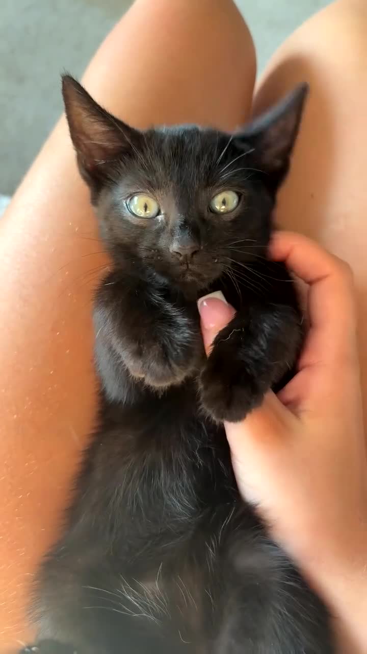 Mixed Breed cats for sale: Full black half snow Bengal kitten - Video 2