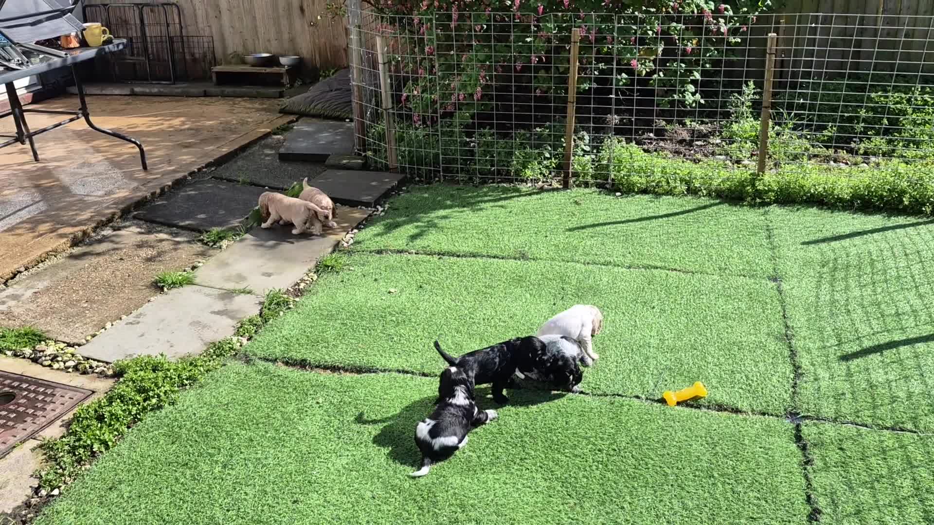 Cocker Spaniel dogs for sale: Open for reserve English Cocker Spaniel puppies - Video 2