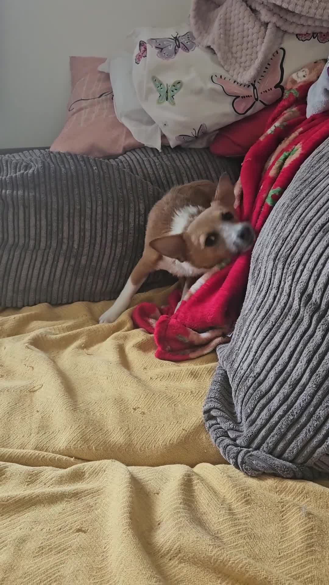 Jack Chi dogs for sale: Jack Chi for sale  - Video 1