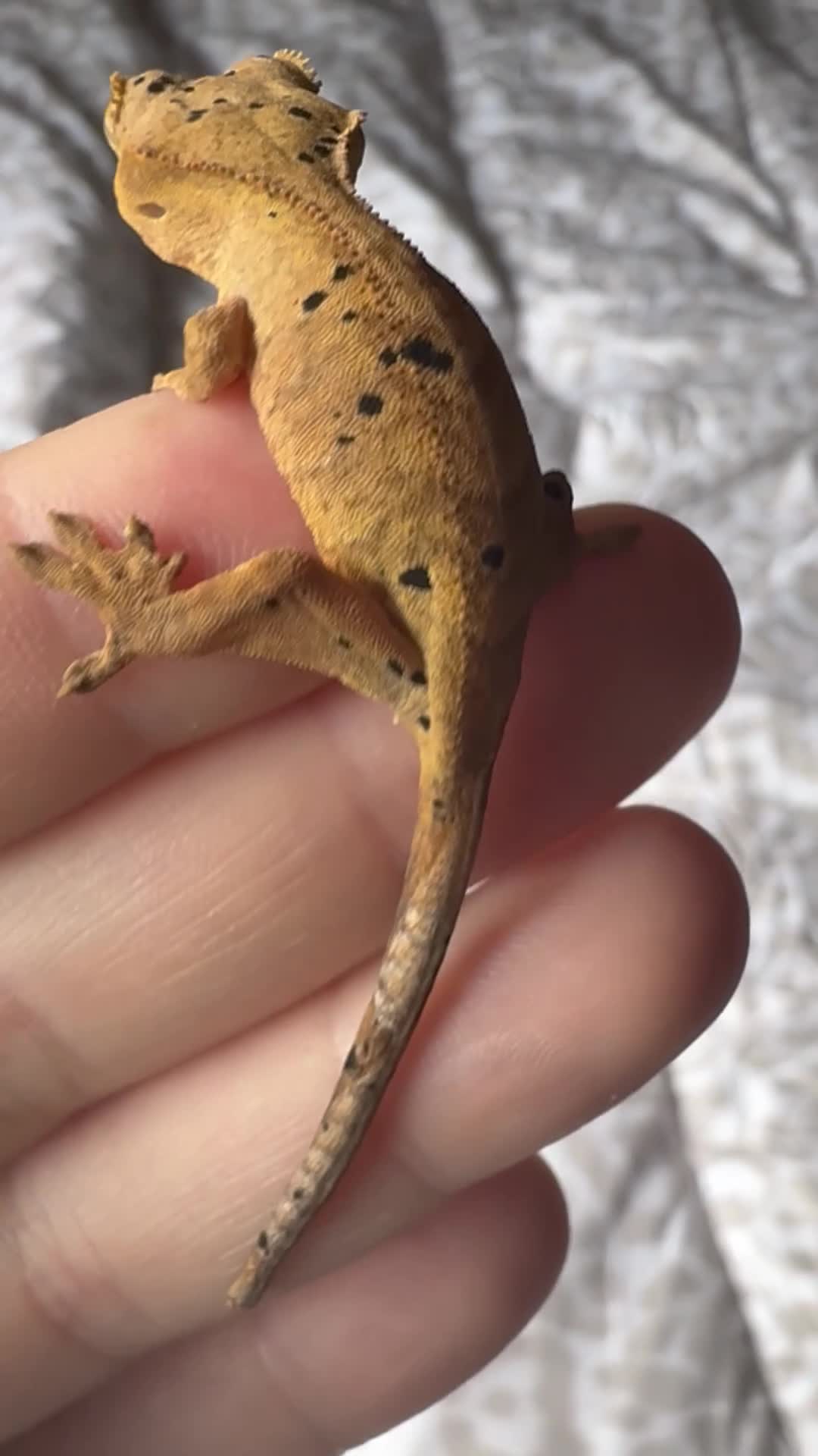 Gecko reptiles for sale: Crested geckos for sale! - Video 1