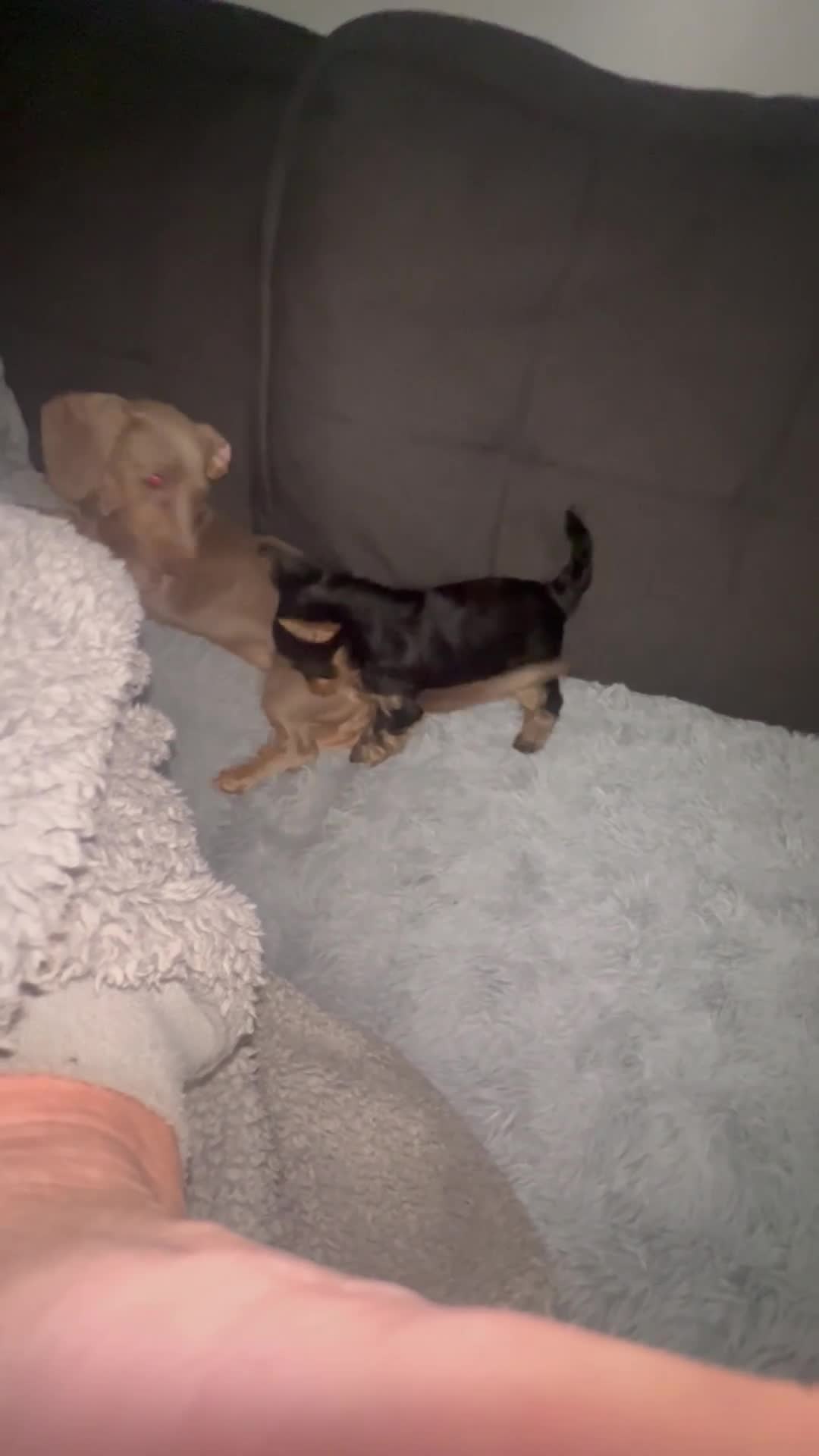 Yorkshire Terrier dogs for sale: Sweet Mini Yorkie Girls Ready to Melt Your Heart - Video 1