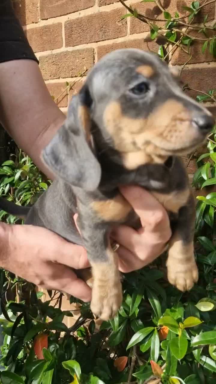 Dachshund dogs for sale: Beautiful dapple daschunds - Video 3