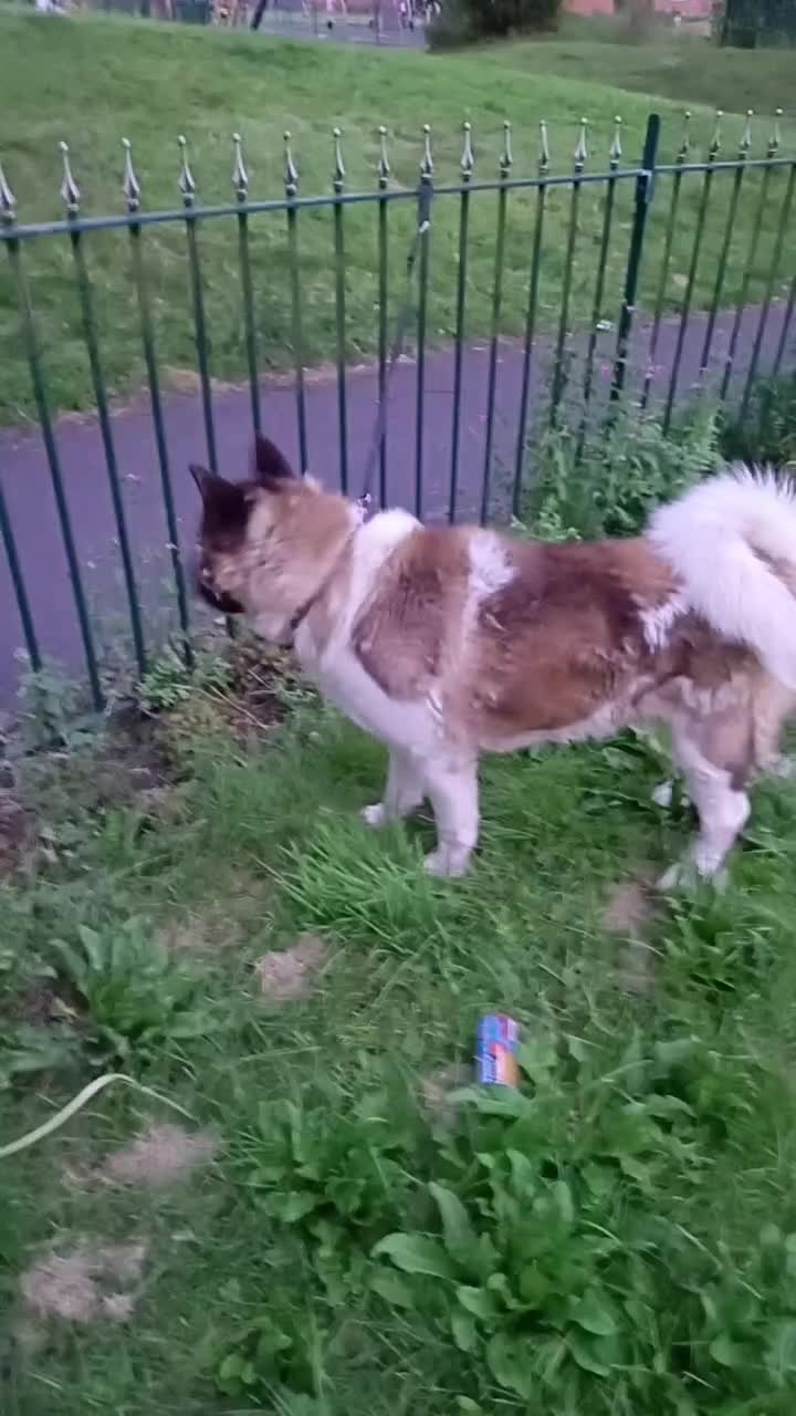 Akita dogs for sale: Big American Akita - Video 2
