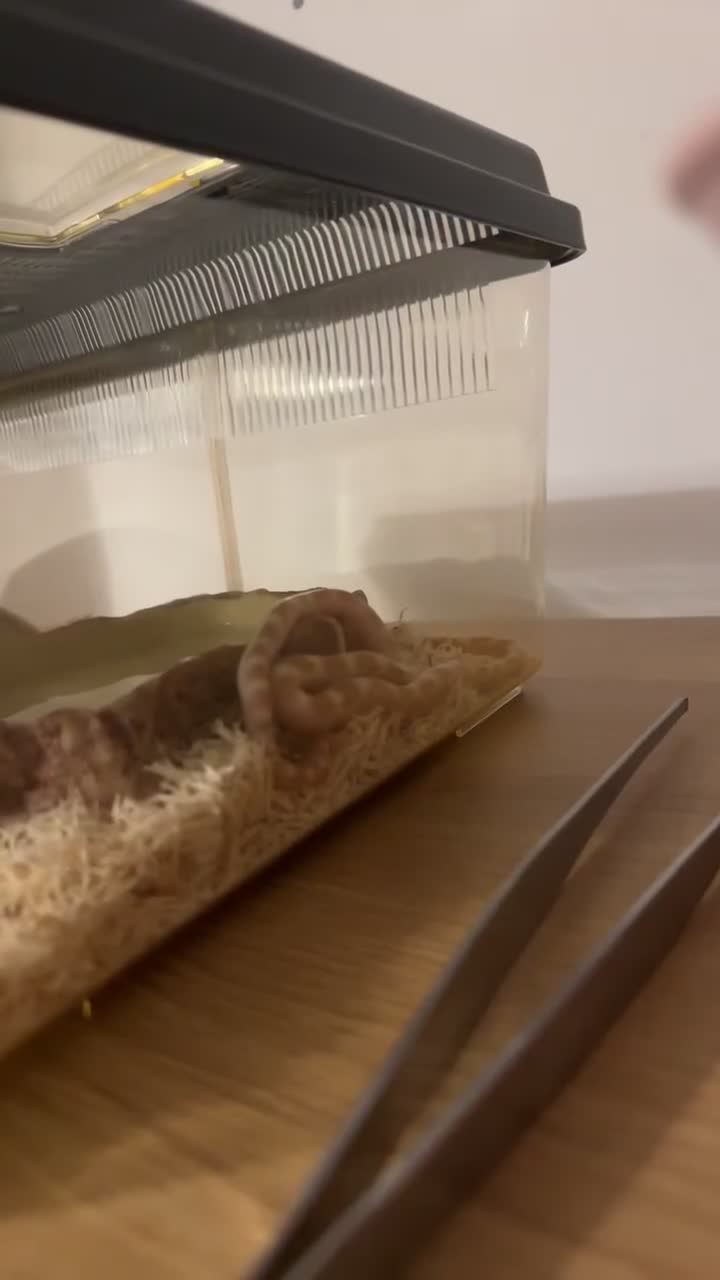 Corn Snake reptiles for sale: Butter motley Corn snake - Video 2