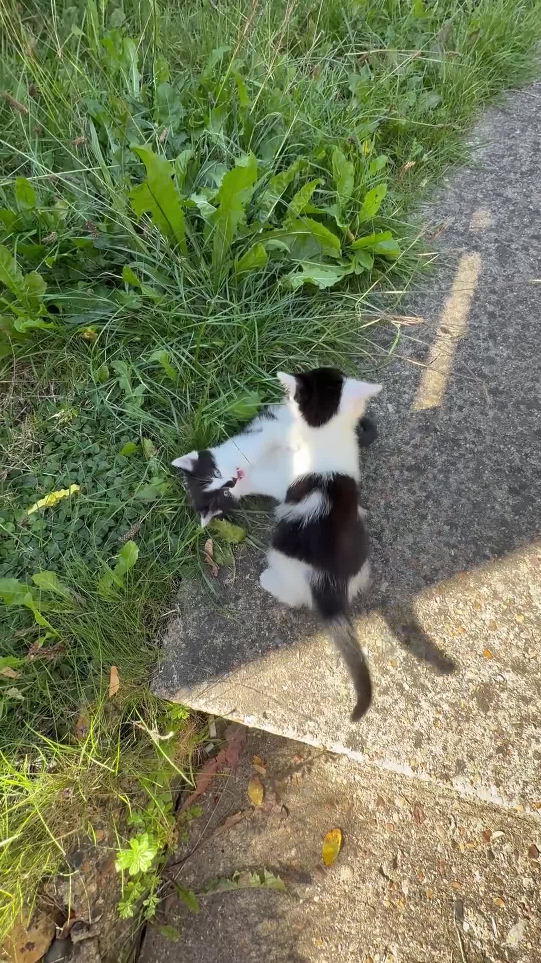 Mixed Breed cats for sale: Black and white kittens  - Video 1