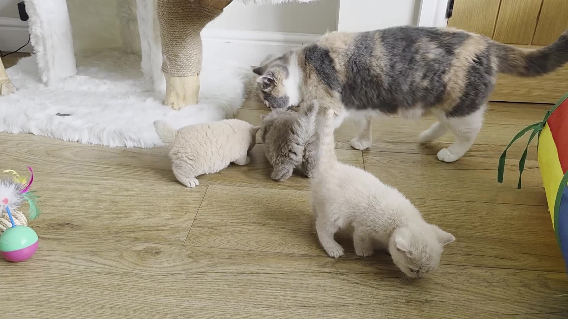 British Shorthair cats for sale: GCCF champion British Shorthair & Longhair babies  - Video 1