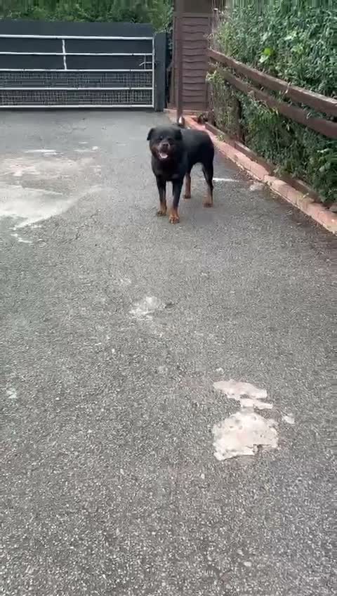 Rottweiler dogs for stud: Our beloved stud mo is for sale - Video 1