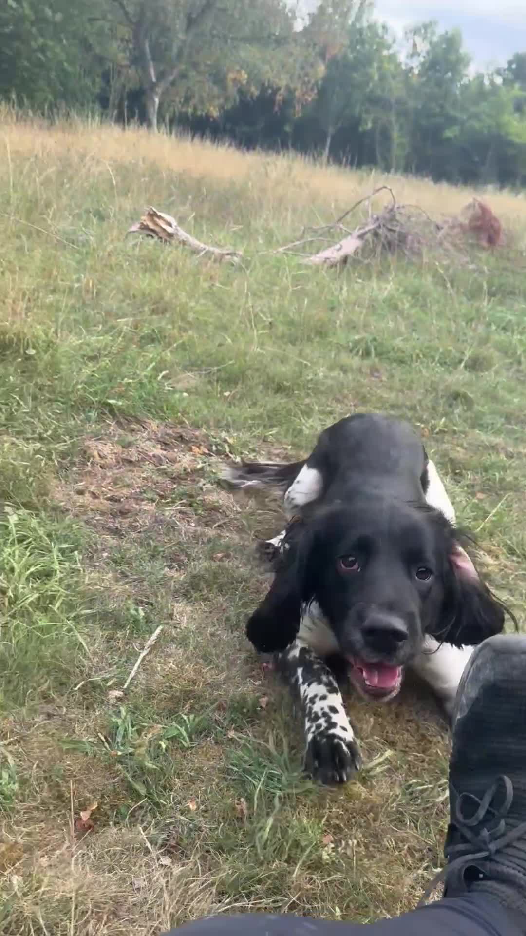 English Springer Spaniel dogs for sale: Lovely ESS (AD ON HOLD) - Video 1