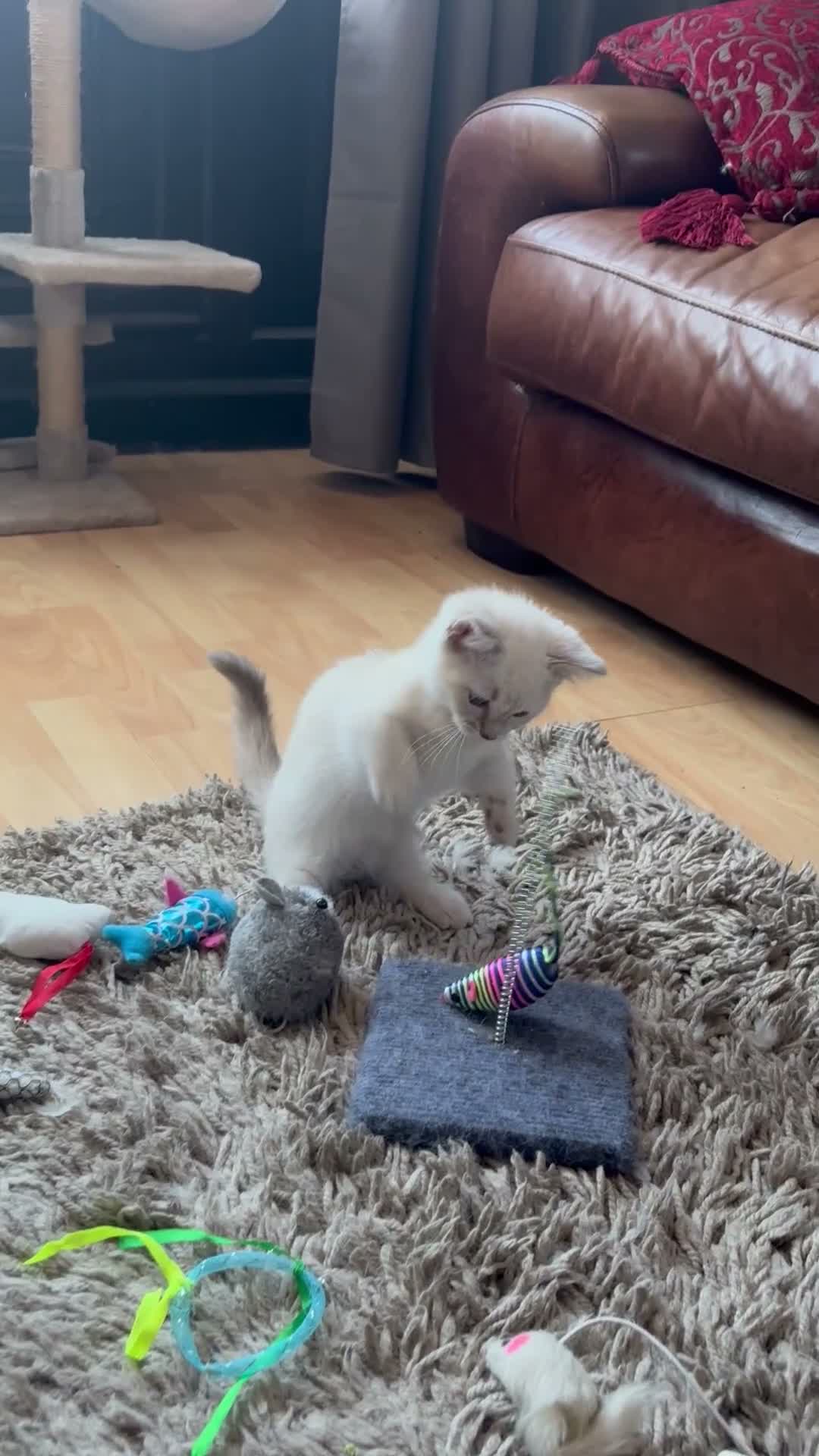 Munchkin cats for sale: Stunning short legged munchkin kitten - Video 1