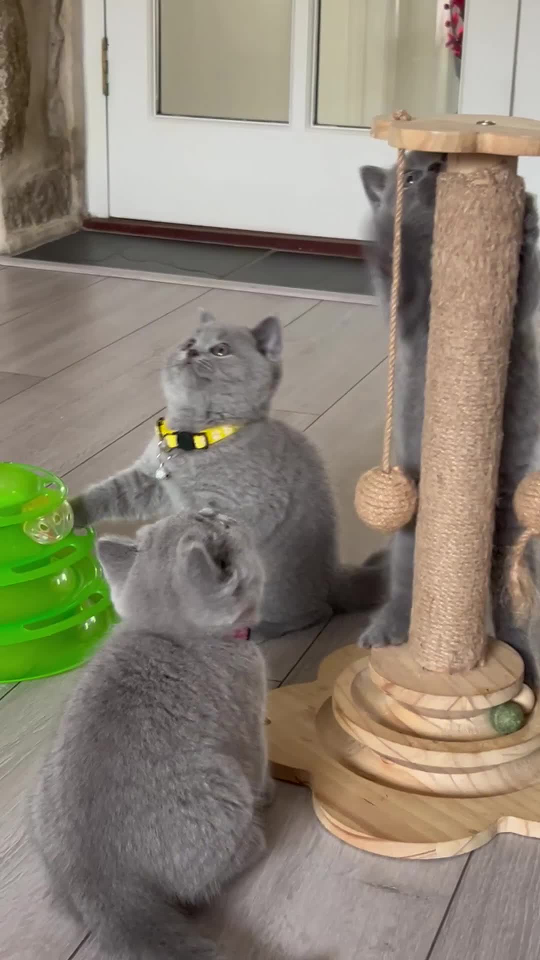 British Shorthair cats for sale: 5 gorgeous British shorthair kittens ! - Video 1