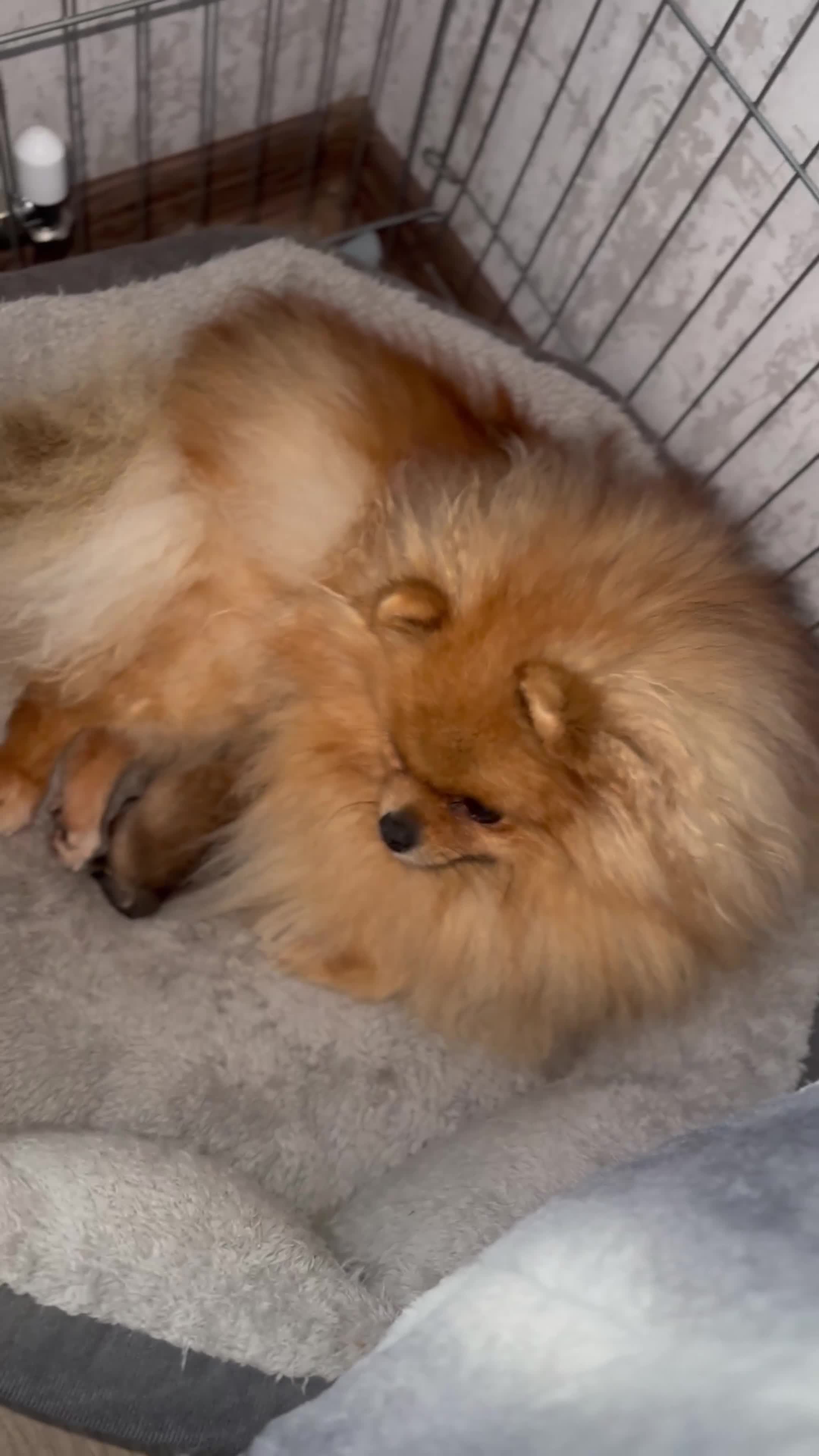 Pomeranian dogs for sale: XXSMALL POMERANIAN GIRLS - Video 1