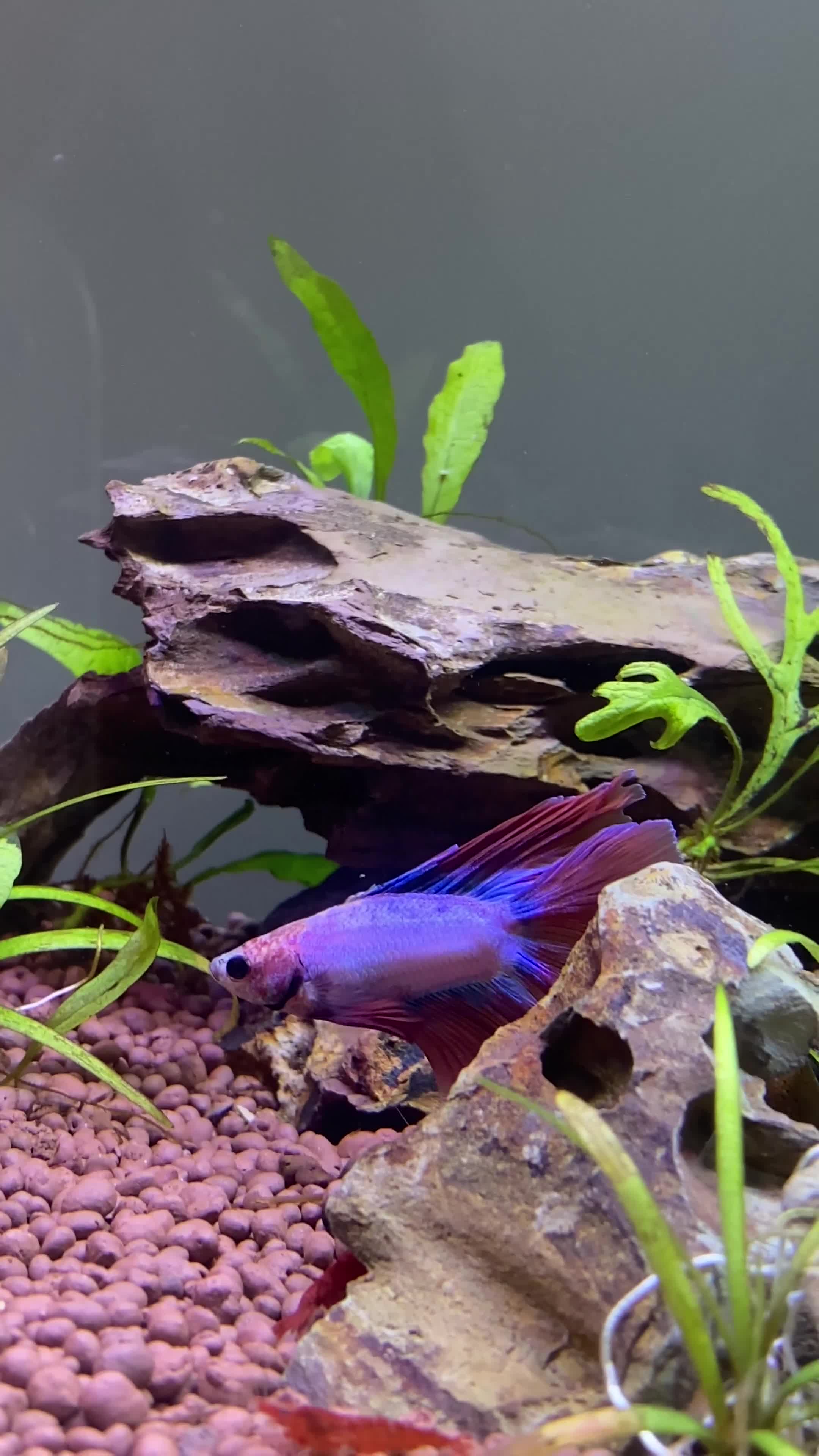 Bettas fish for sale: Beautiful male Betta  - Video 1