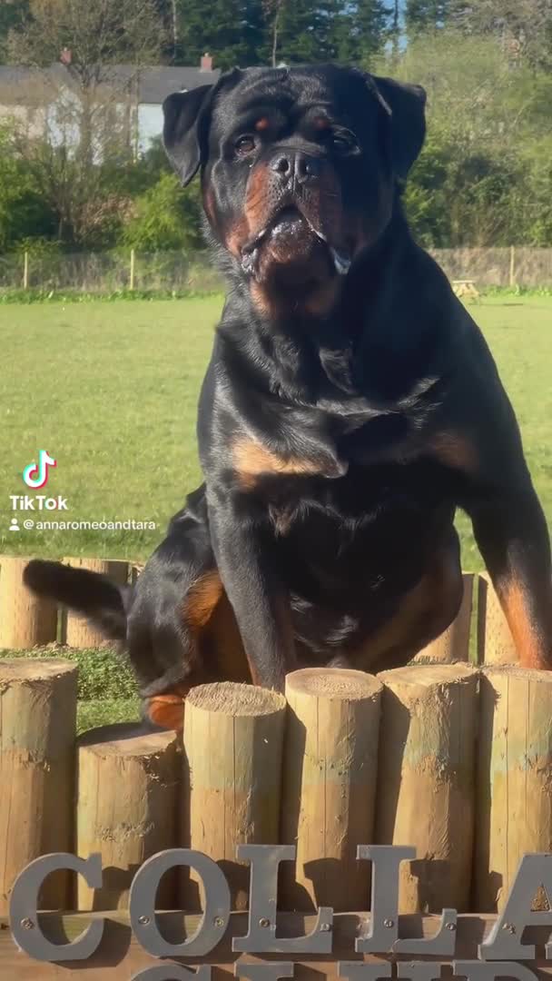 Rottweiler dogs for stud: LARGE STUNNING HEALTH TESTED KC STUD in Cardiff - Video 2