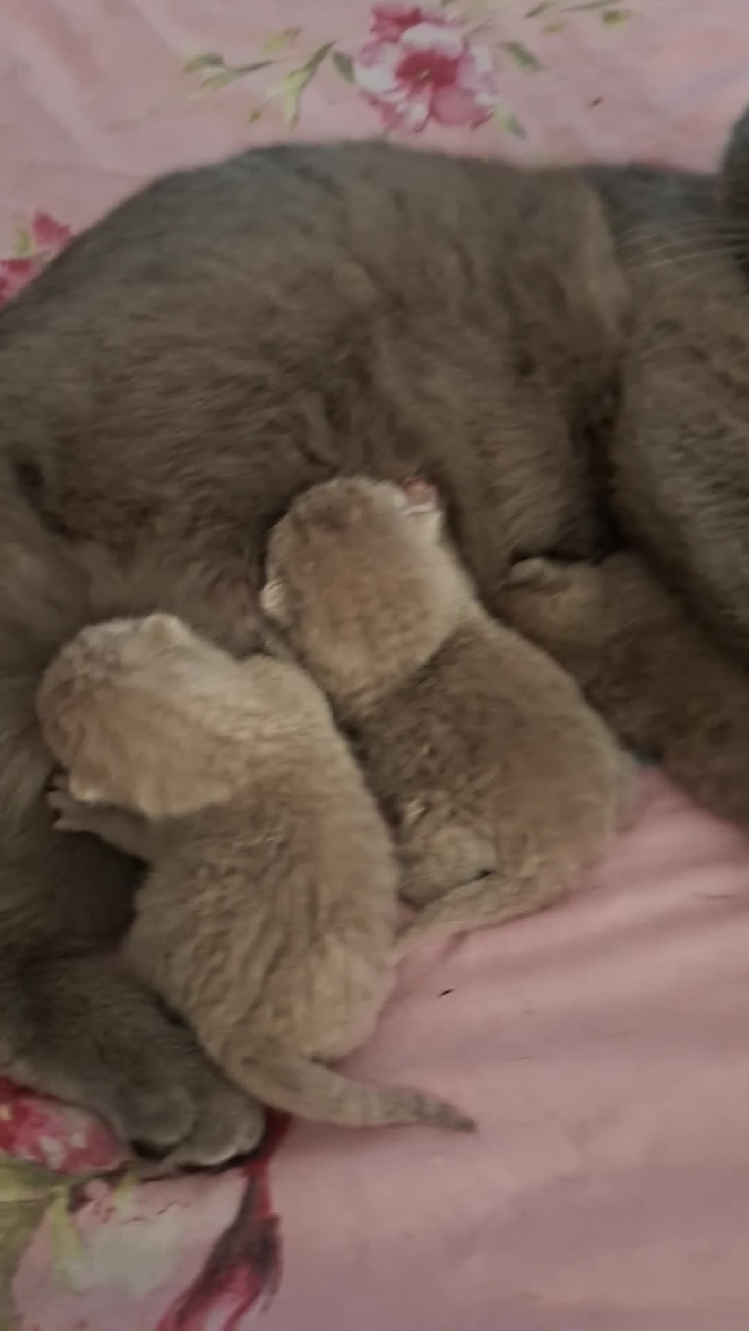 British Shorthair cats for sale: Only 1 blue boy & 1 blue girl available to reserve - Video 4