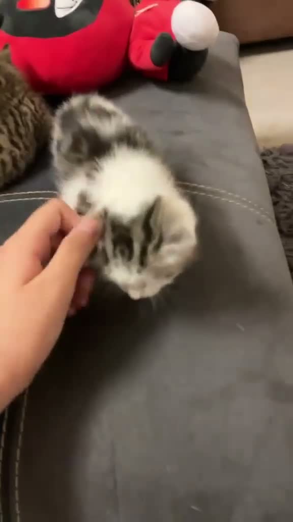 Mixed Breed cats for sale: Stunning kittens for sale - Video 1
