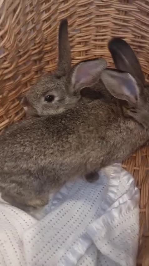 Rex rabbits for sale: Peter Rabbit baby bunnies - Video 1