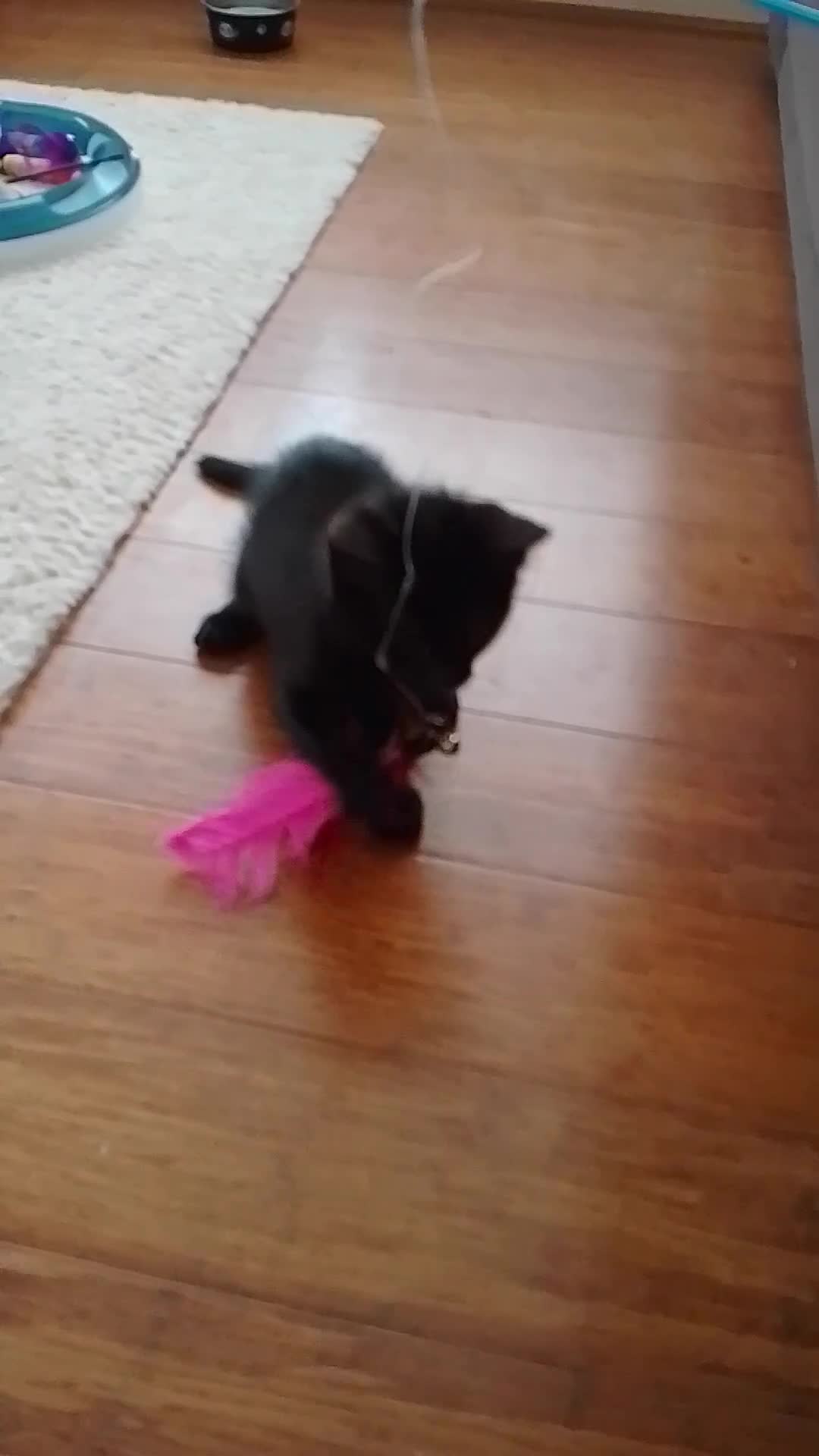 Ragdoll cats for sale: 1 Black Ragdoll Cross Kitten NO OTHER CATS/DOGS  - Video 1