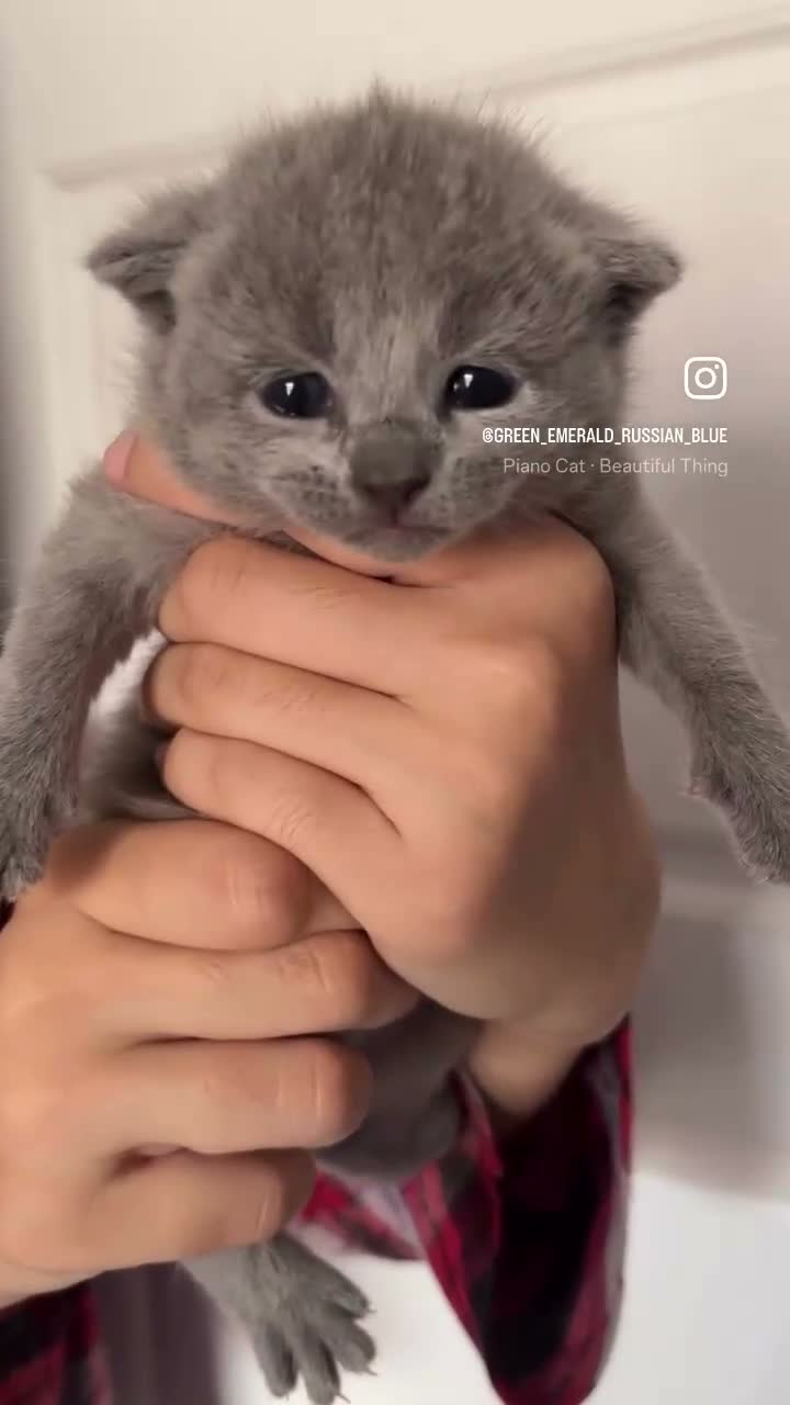 Russian Blue cats for sale: TOP PEDIGREE RUSSIAN BLUE KITTENS 🐱 - Video 2