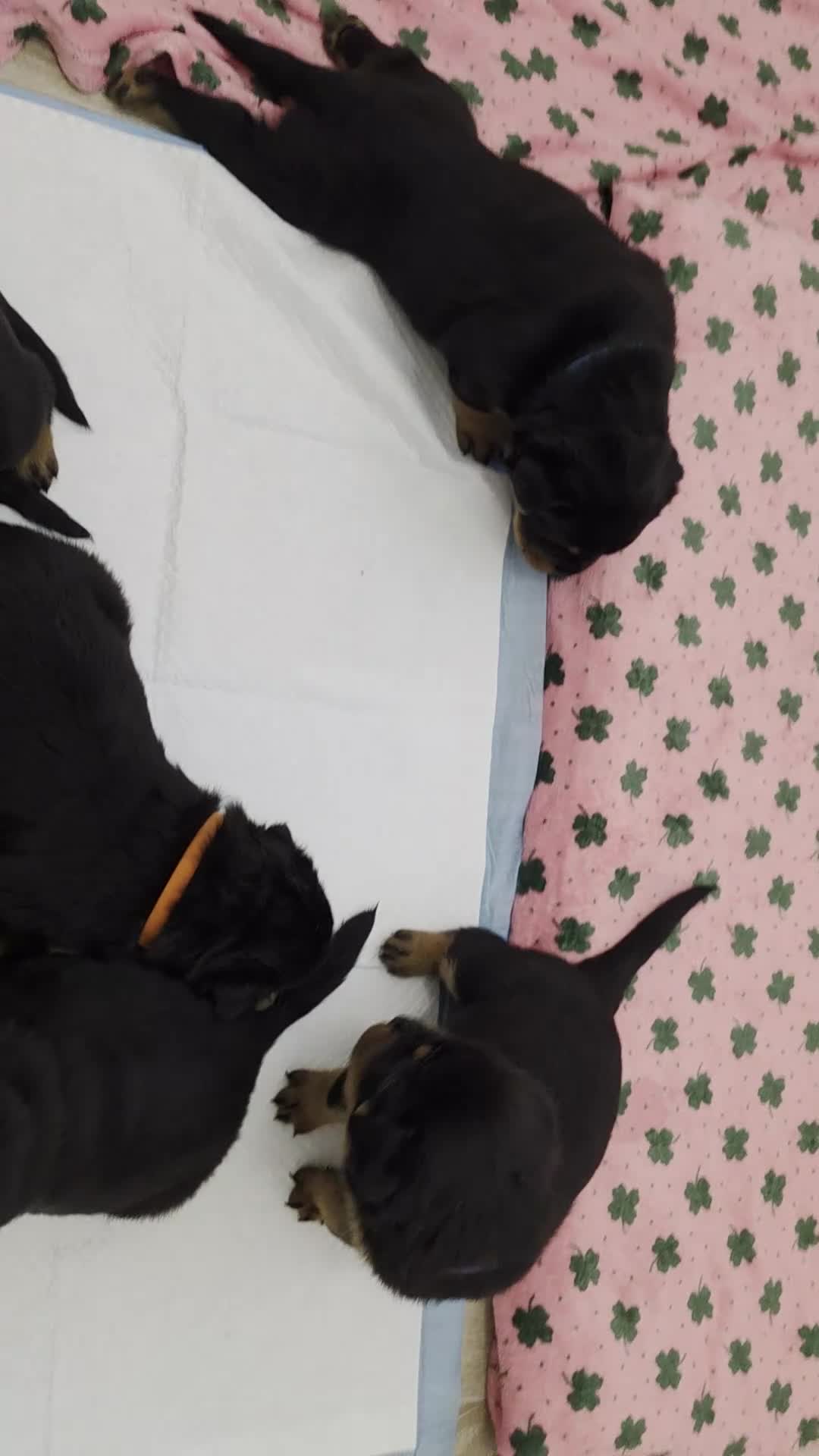 Rottweiler dogs for sale: Beautiful KC Rottweiler puppies. 2 boys, 4 girls in Brierley Hill - Video 1