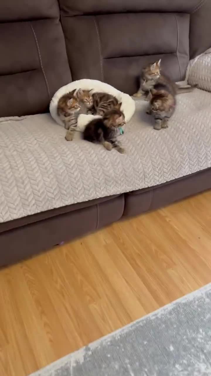 Siberian cats for sale: Pedigree Siberian Kittens from Tunguska House - Video 1