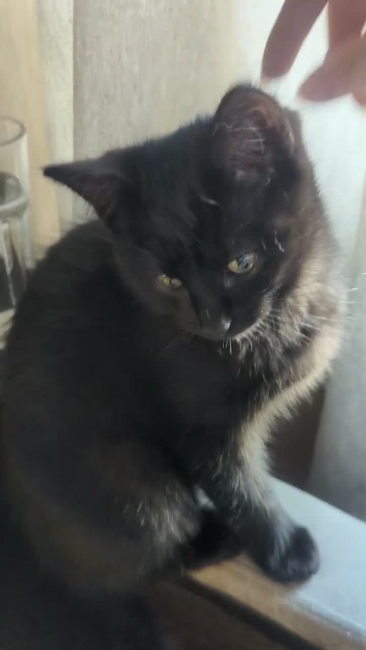 Ragdoll cats for sale: Black 3/4 ragdoll female kitten in Glasgow - Video 1