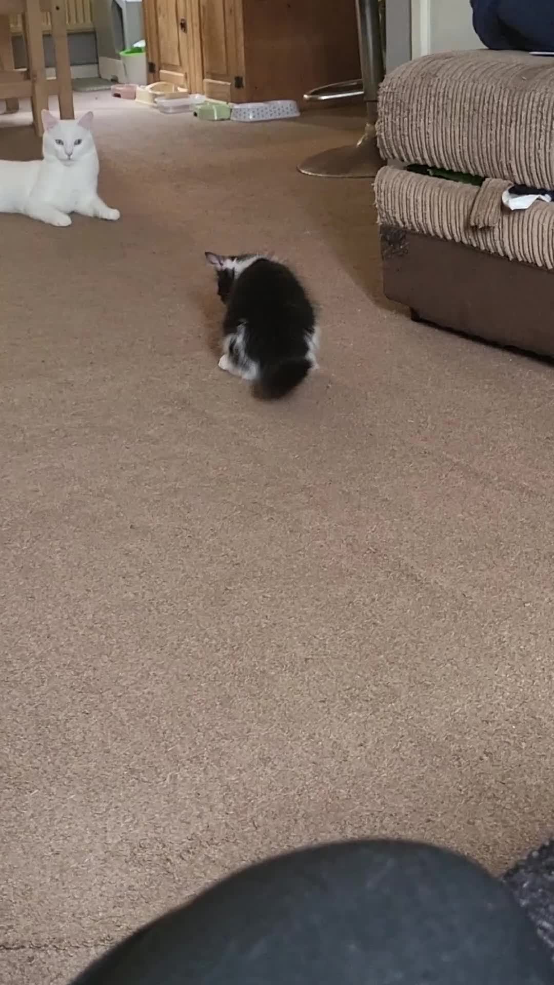 Mixed Breed cats for sale: Male kitten  - Video 1