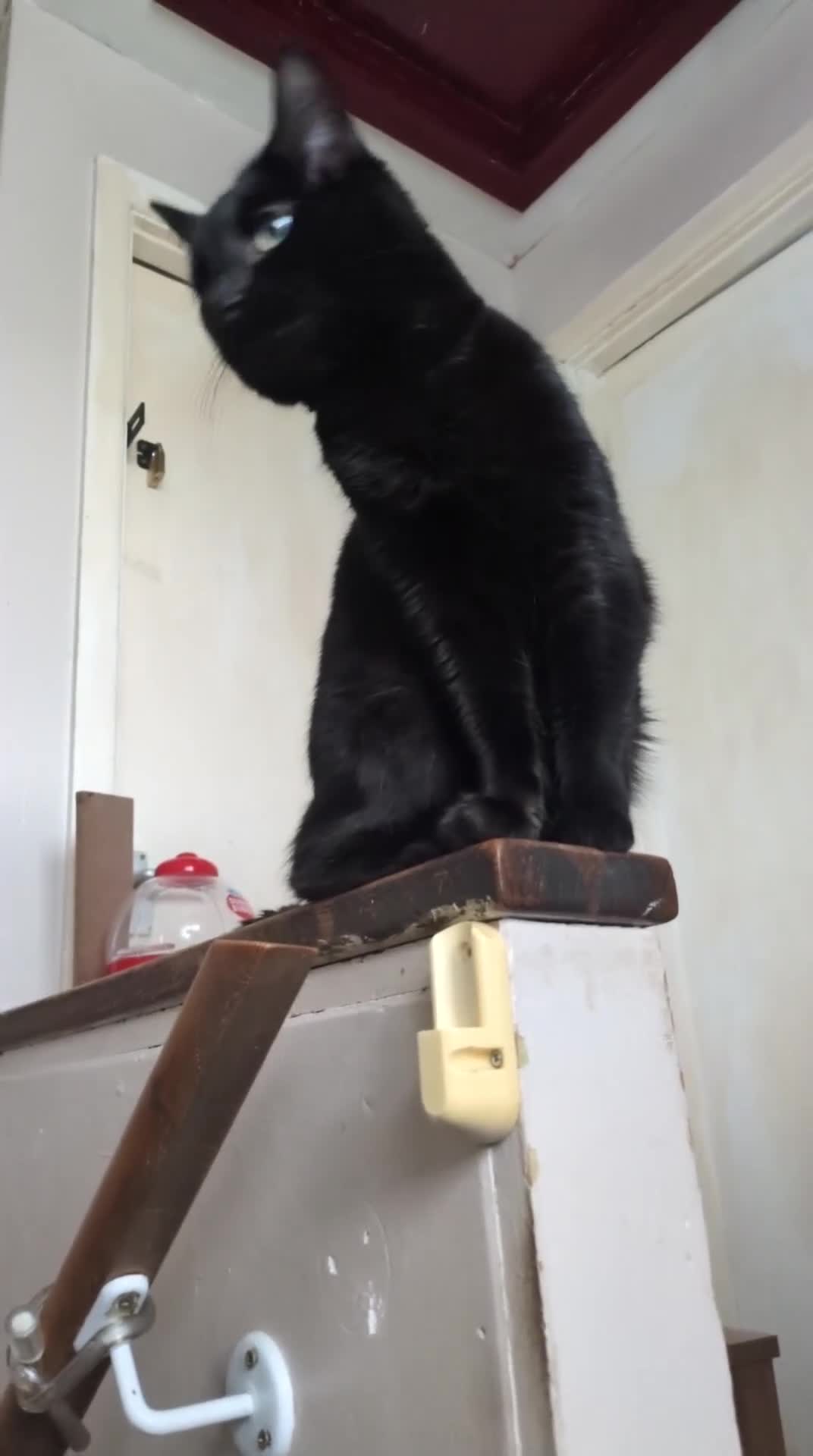 Mixed Breed cats for sale: Urgent rehoming today!  - Video 4