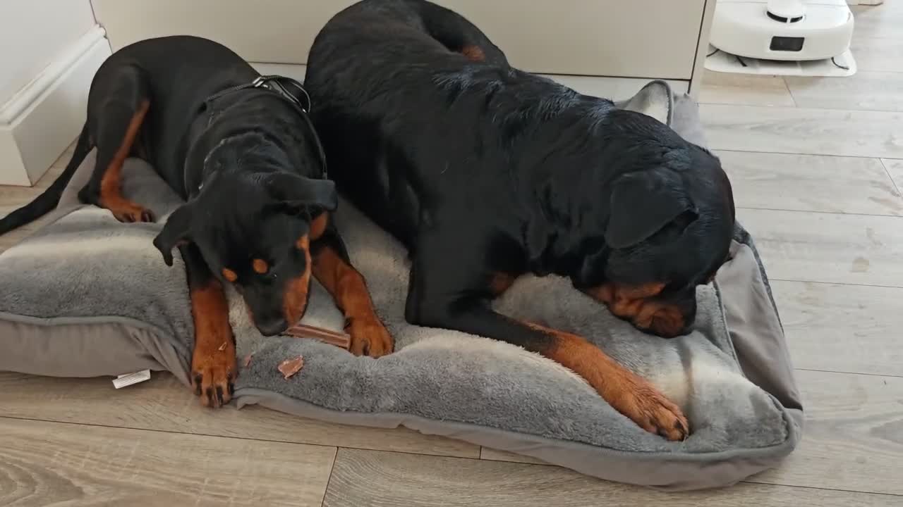 Rottweiler dogs for stud: Rottweiler for stud full pedigree, health tested  - Video 1