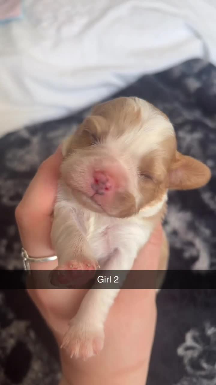 Cavalier King Charles Spaniel dogs for sale: 🐾 KC Registered Cavalier King Charles Spaniel 🐾 - Video 2