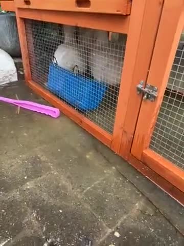 Ducks poultry for sale: white pekin ducks - Video 1