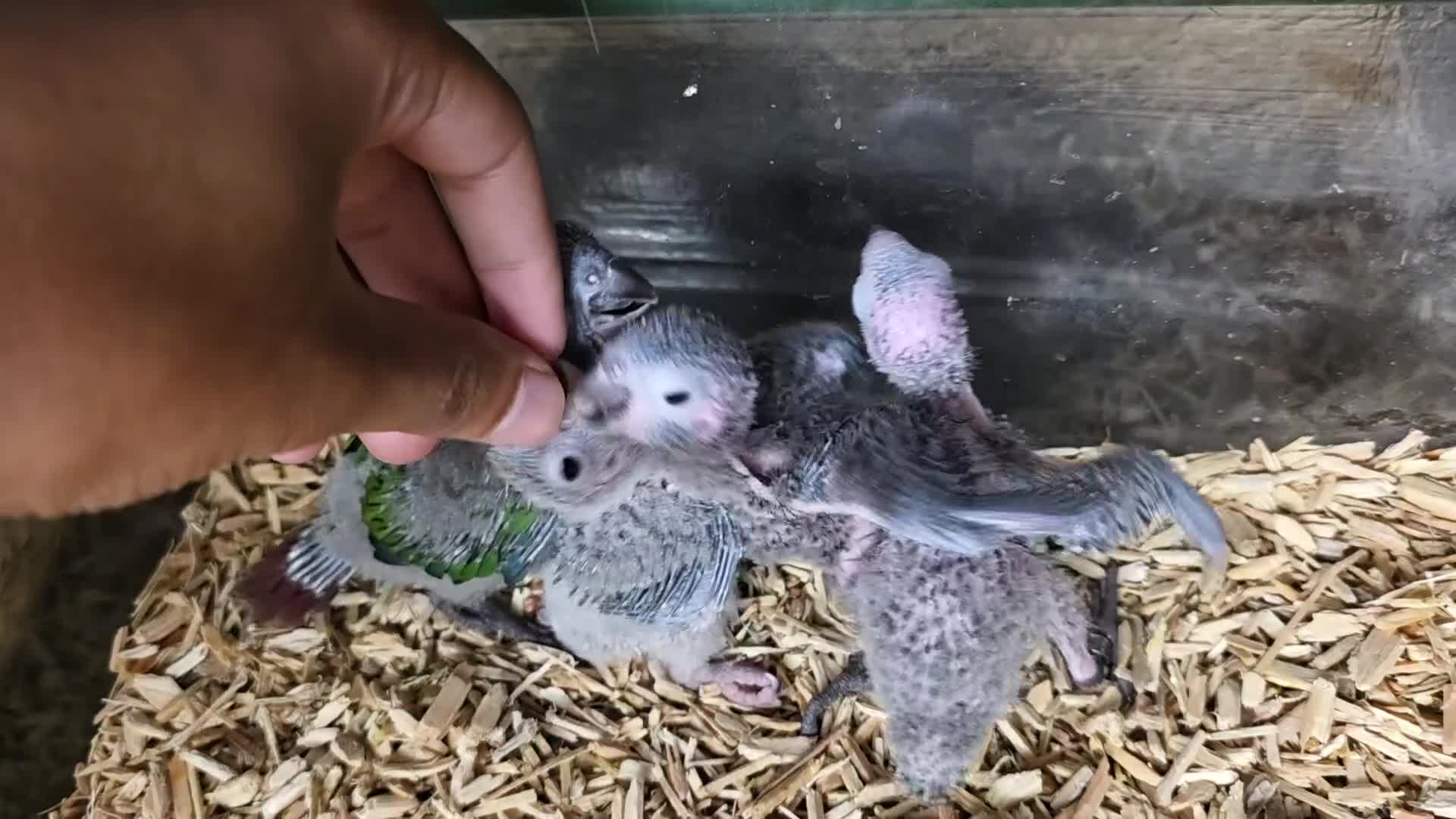 Conures birds for sale: Handreared Tame Baby Conures  - Video 2