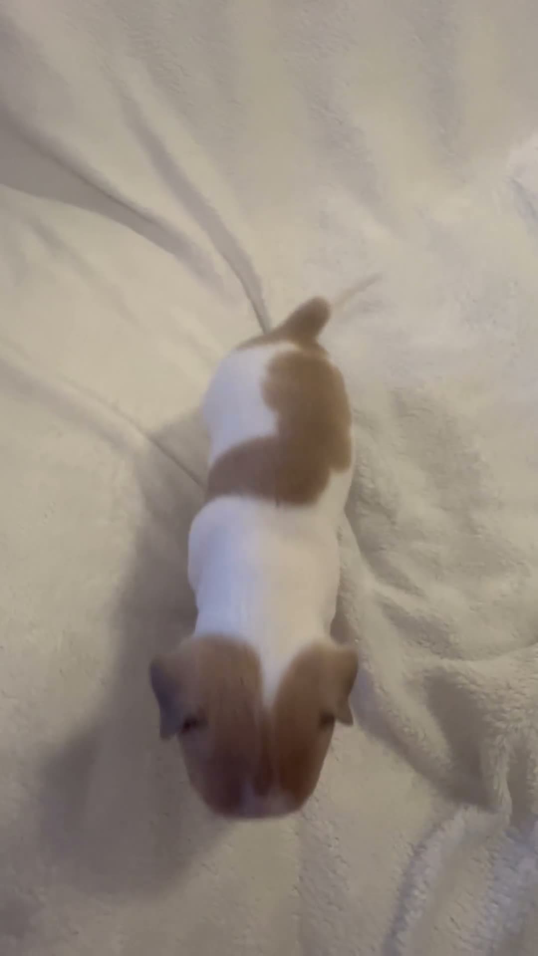Chihuahua dogs for sale: Chihuahua puppies 3 boys & a girl for sale - Video 1