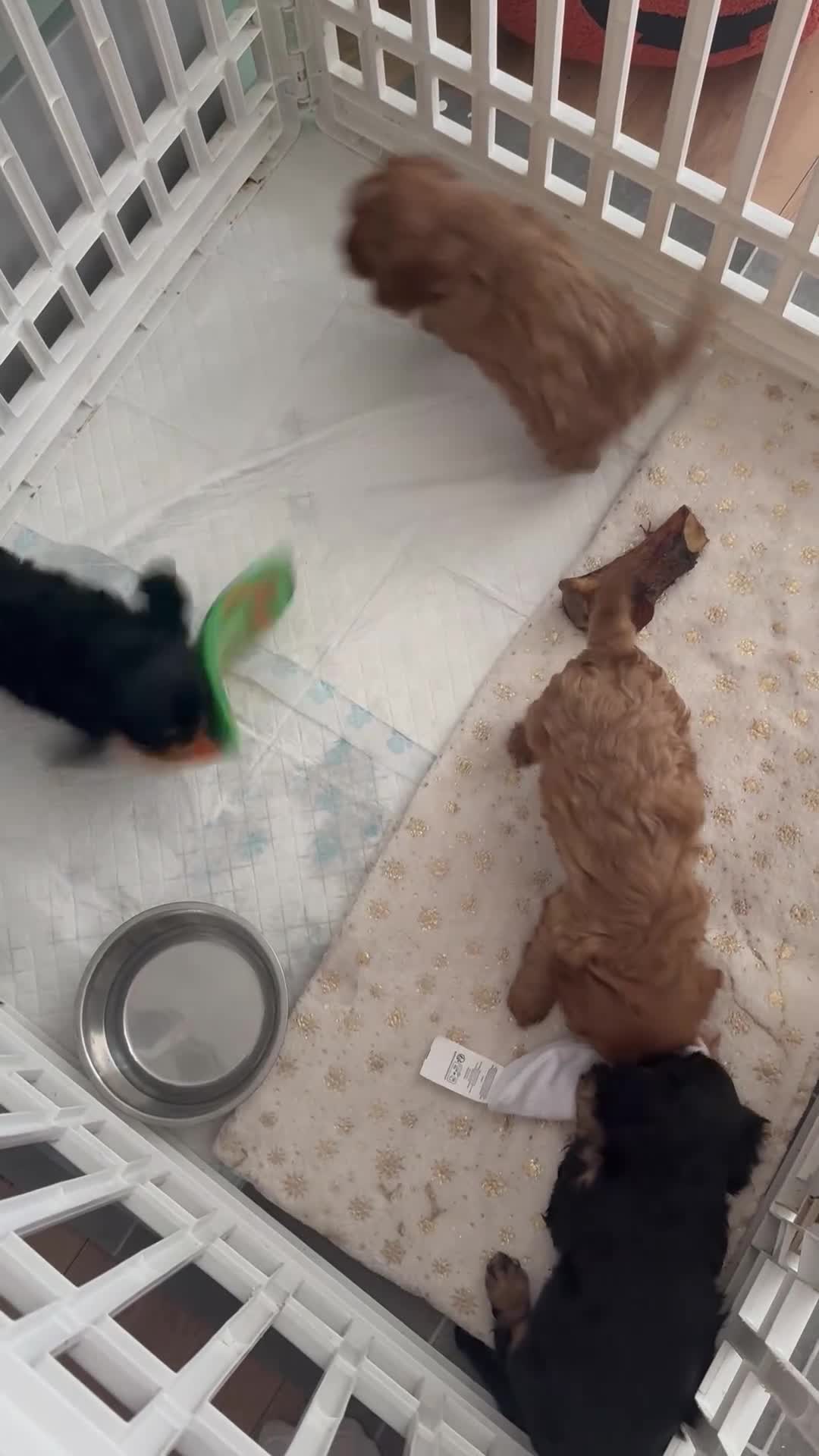 Cavalier King Charles Spaniel dogs for sale: TWO CAVALIER KING CHARLES BOYS AVAILABLE NOW - Video 1