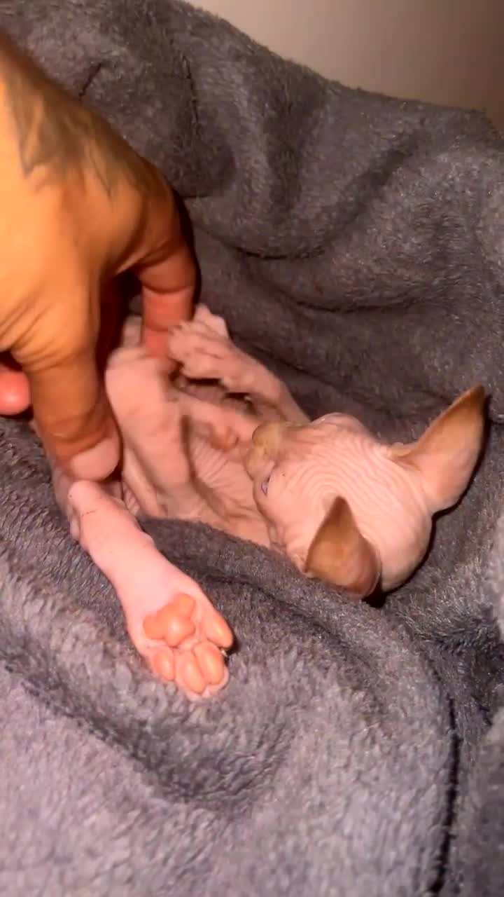 Sphynx cats for sale: Last sphynx Boy  - Video 3