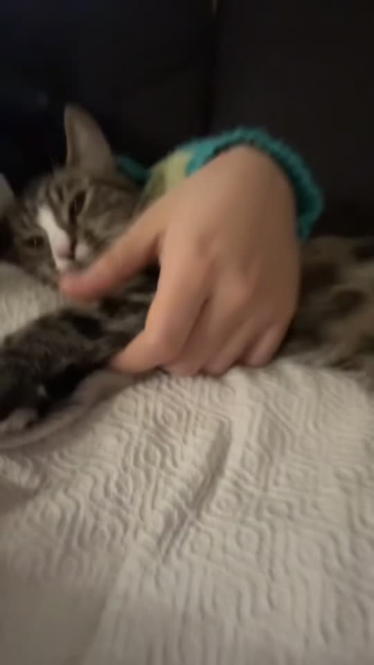 Domestic Shorthair cats for sale: Bonded mother-son cat pair looking for new home - Video 2