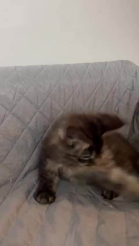 Maine Coon cats for sale: Main coon kitten  - Video 2