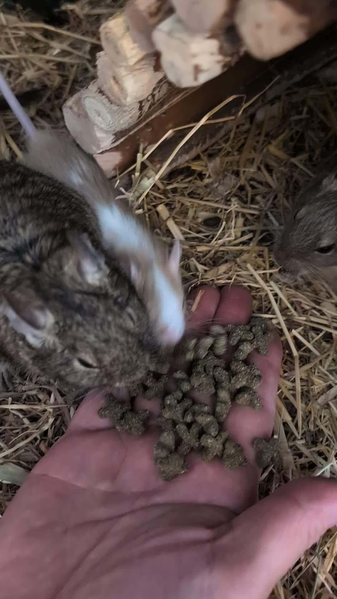 Degus rodents for sale: Lovely Degus ready for their forever homes - Video 3