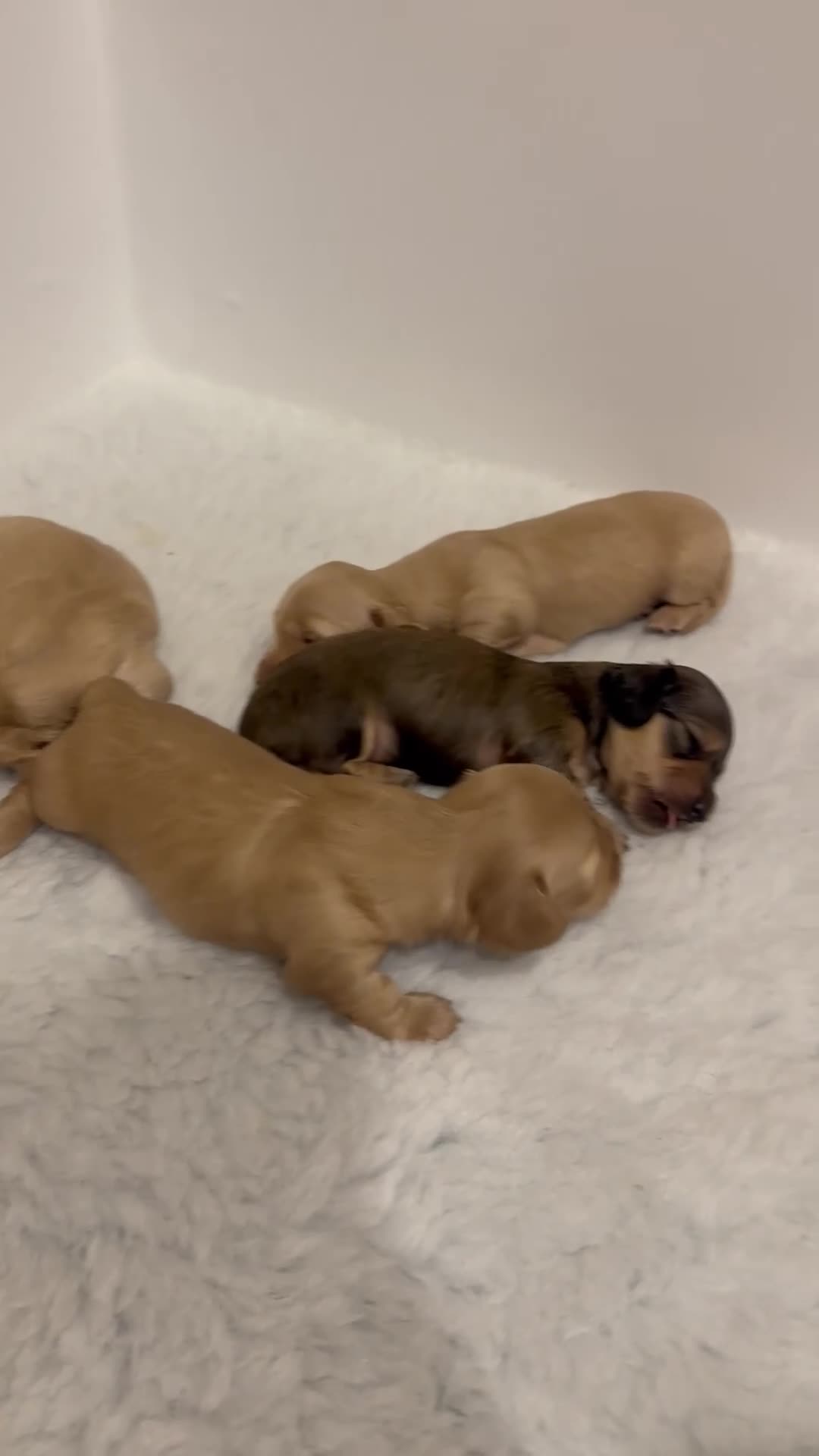 Miniature Dachshund dogs for sale: Stunning long haired miniature dachshund  - Video 2