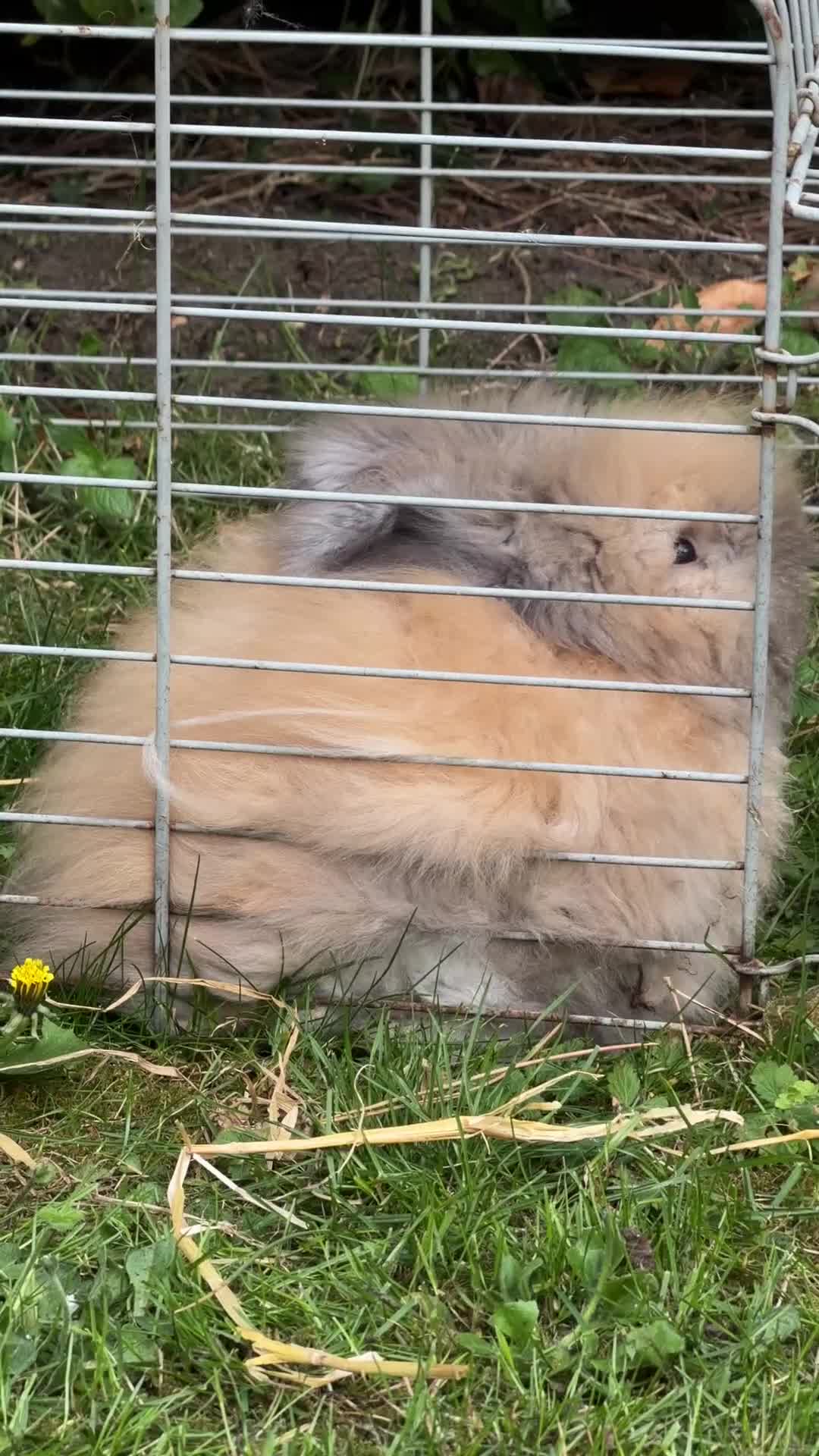 Angora rabbits for sale: Beautiful Gentle Angora Bunny Boys - Video 2