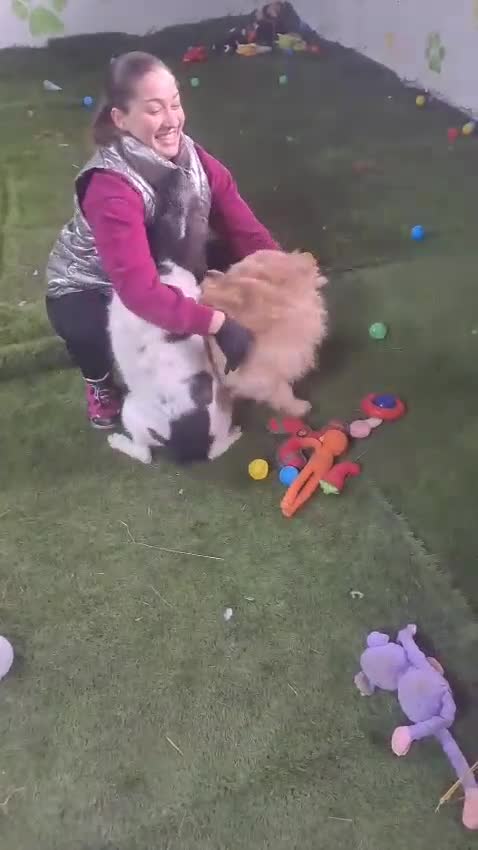 Mixed Breed dogs for adoption: FROM the DEATH ROW TO DEVOTED MUM - Video 1