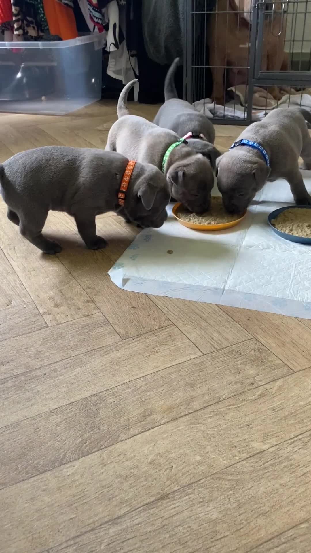 Mixed Breed dogs for sale: Stunning, chunky blue bull staffy breed - Video 1