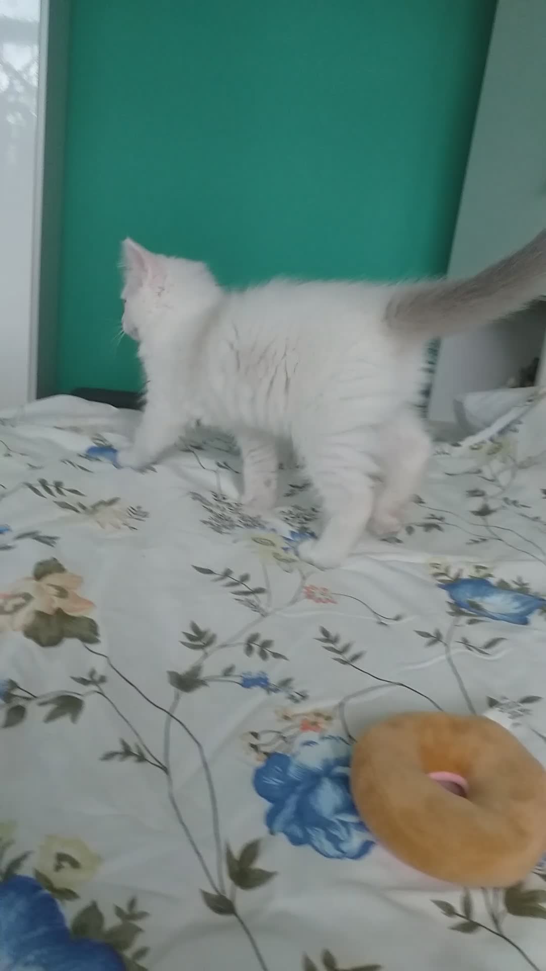 Ragdoll cats for sale: Beautiful Pure Breed Ragdoll Kittens  - Video 4