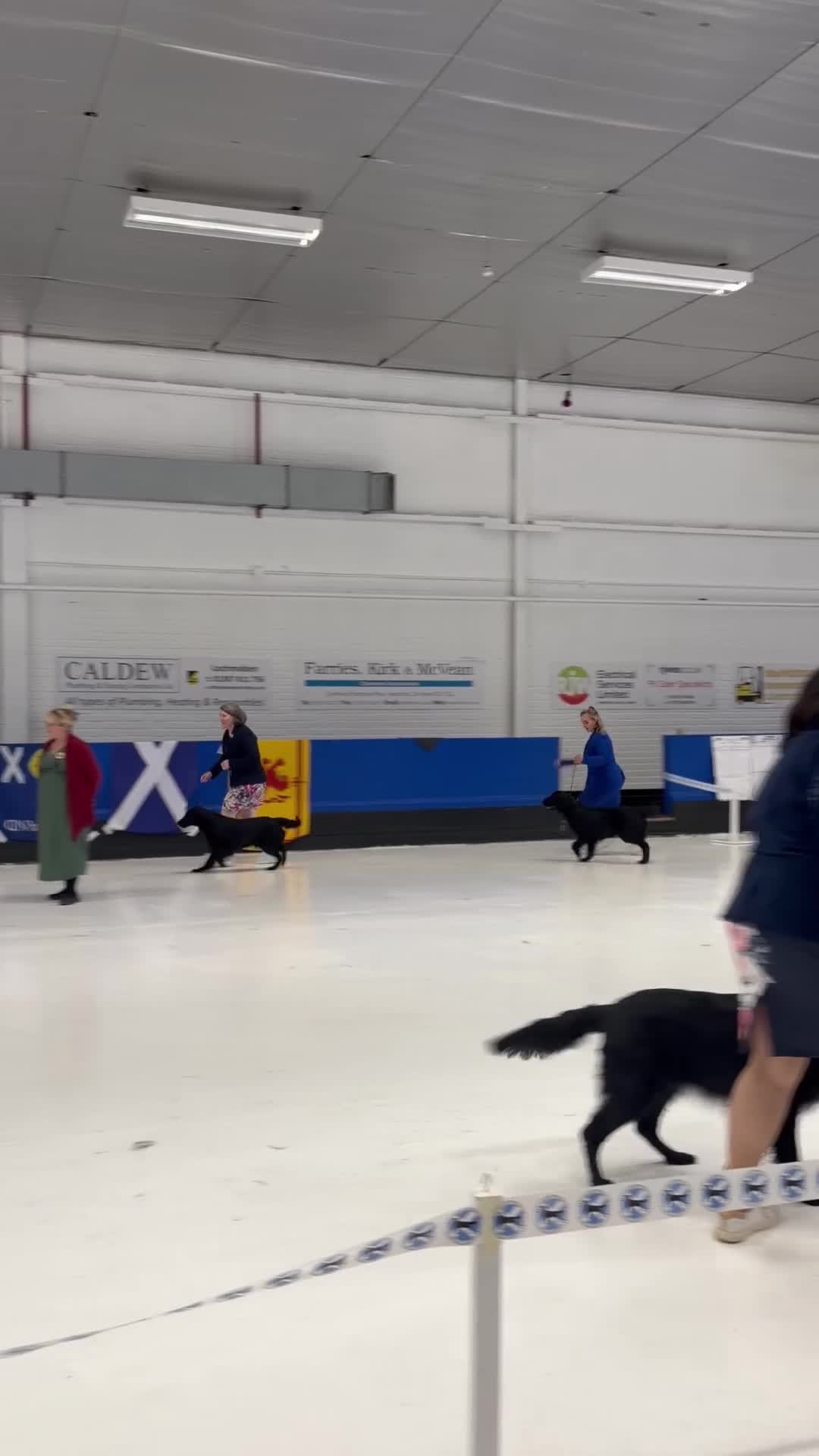 Flat coated Retriever dogs for sale: KC Registered Flatcoated Retriever Puppies - Video 1