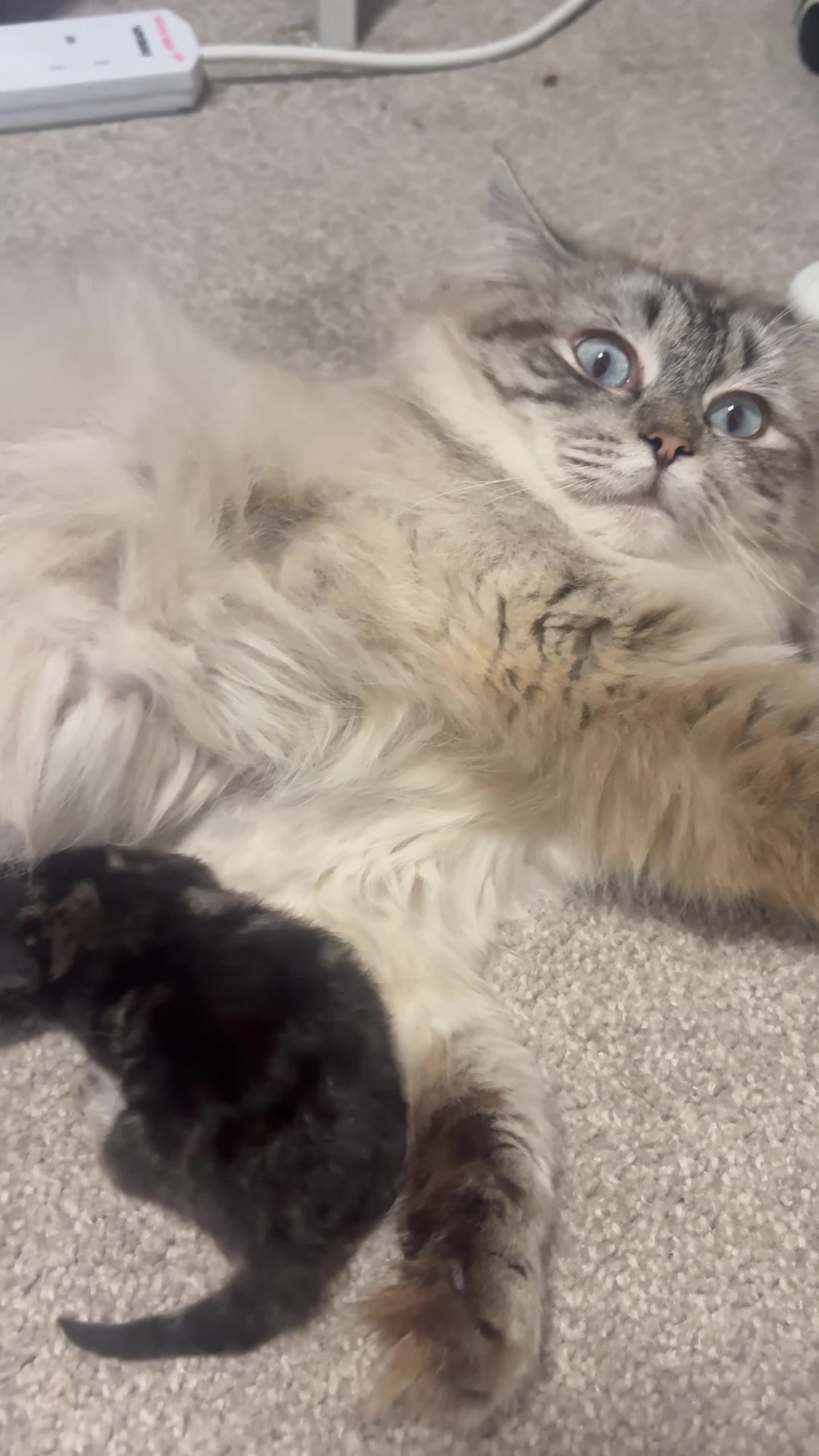 Perdoll cats for sale: Persian Ragdoll Tabby Kittens  - Video 1