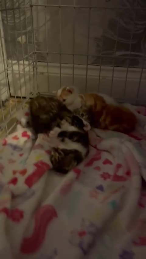 Mixed Breed cats for sale: Beautiful girl left  - Video 1