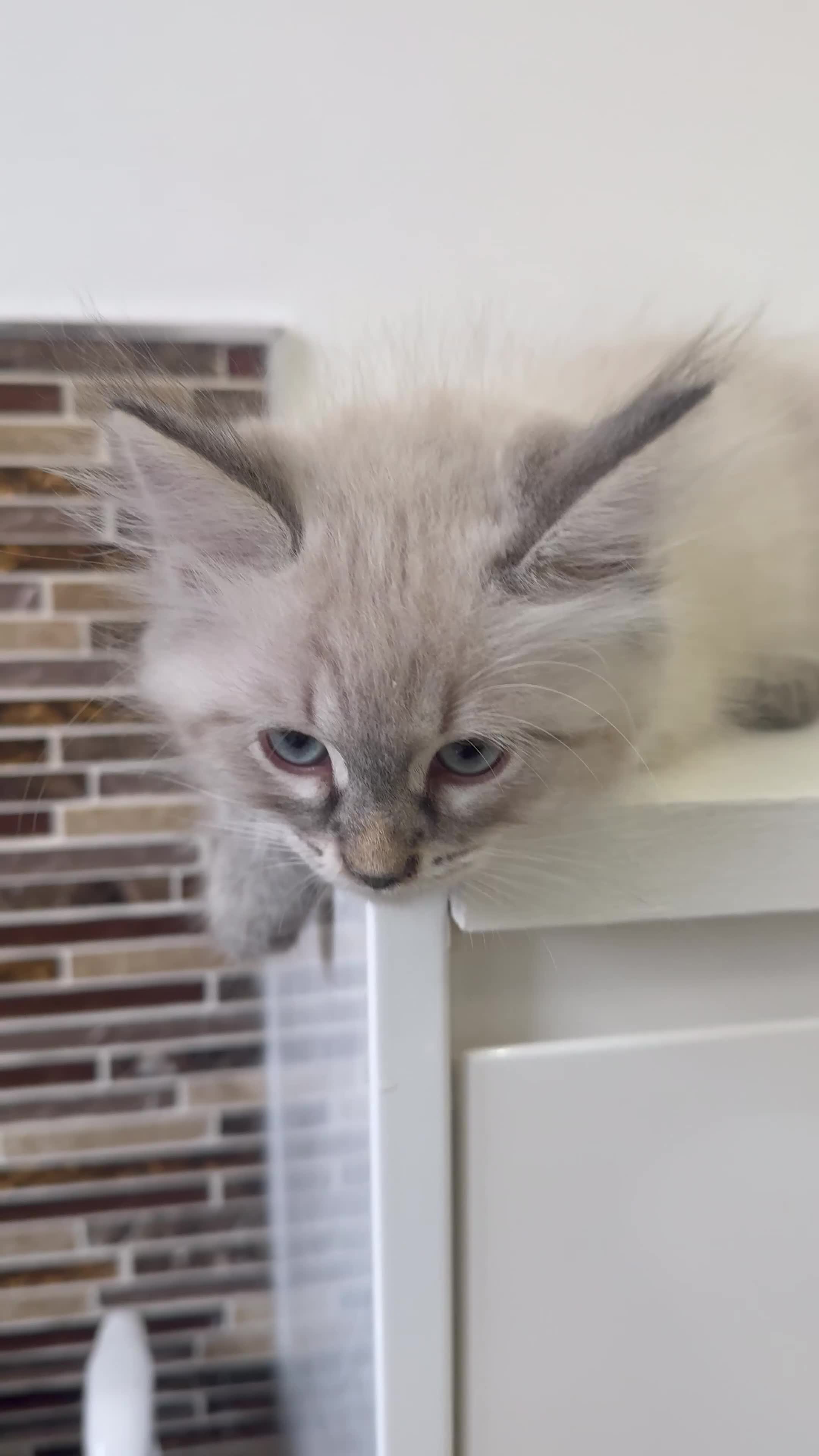 Siberian cats for sale: 🐾 Beautiful Neva Masquerade Boy  🐾 - Video 1
