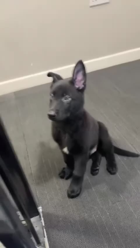 German Shepherd dogs for sale: German Shepherd 🐾🐕‍🦺 - Video 2